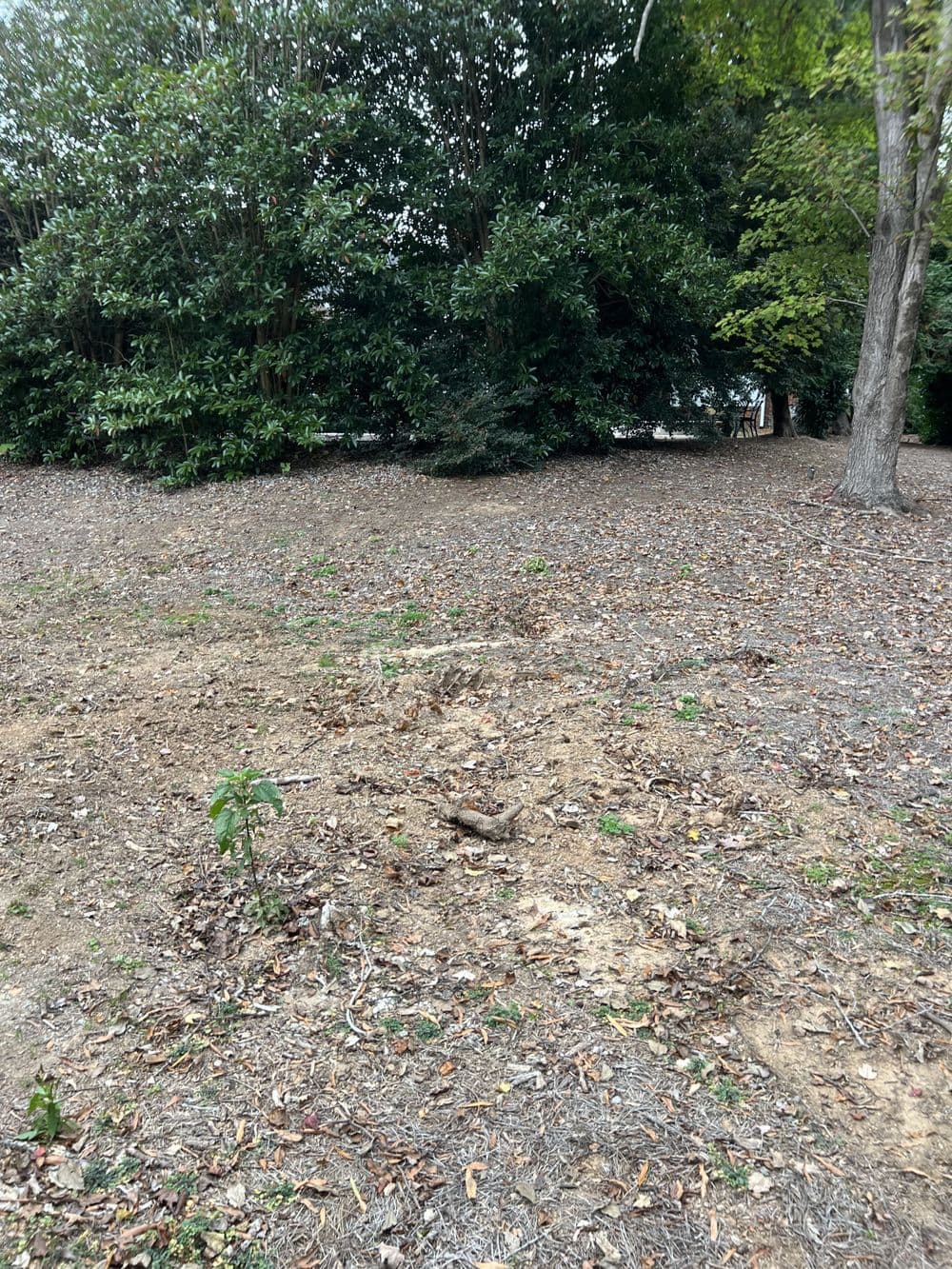 Gallery photos for Residential Yard Transformation: Image #22