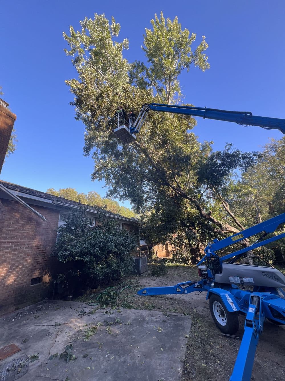 Gallery photos for Residential Yard Transformation: Image #25